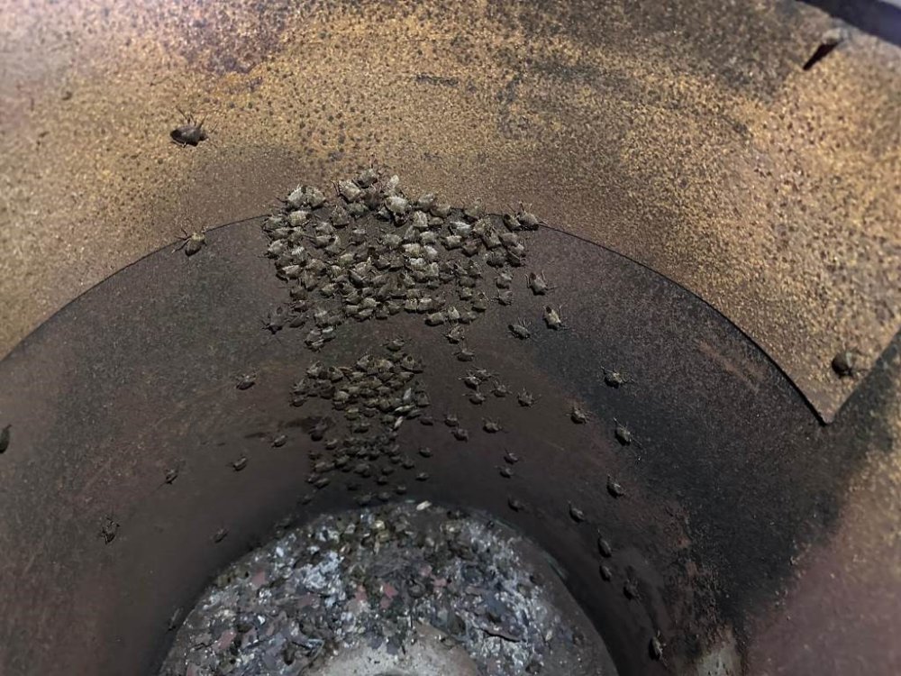 Yağan kara güvenme, kokarcaya aman verme