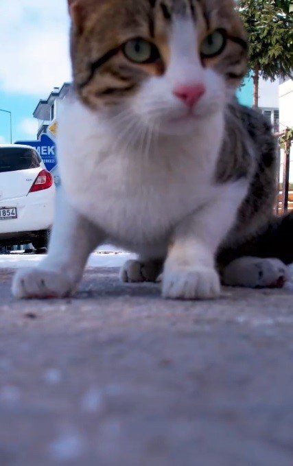 Konya’da drona meydan okuyan kedi!