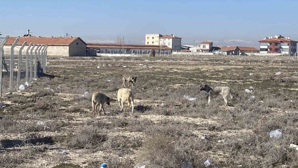 Konya'da sokak köpeklerinin saldırısında çocuğun öldüğü arazi görüntülendi