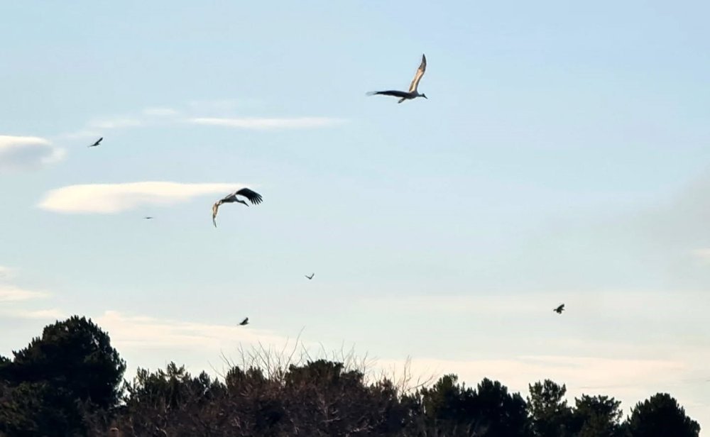 Konya'ya baharı müjdeleyerek gelmeye başladılar