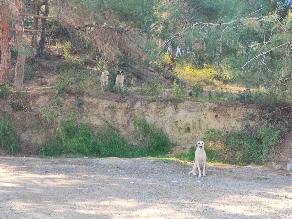 Başıboş köpeklerin dolaşmasına vatandaşlar tepki gösterdi