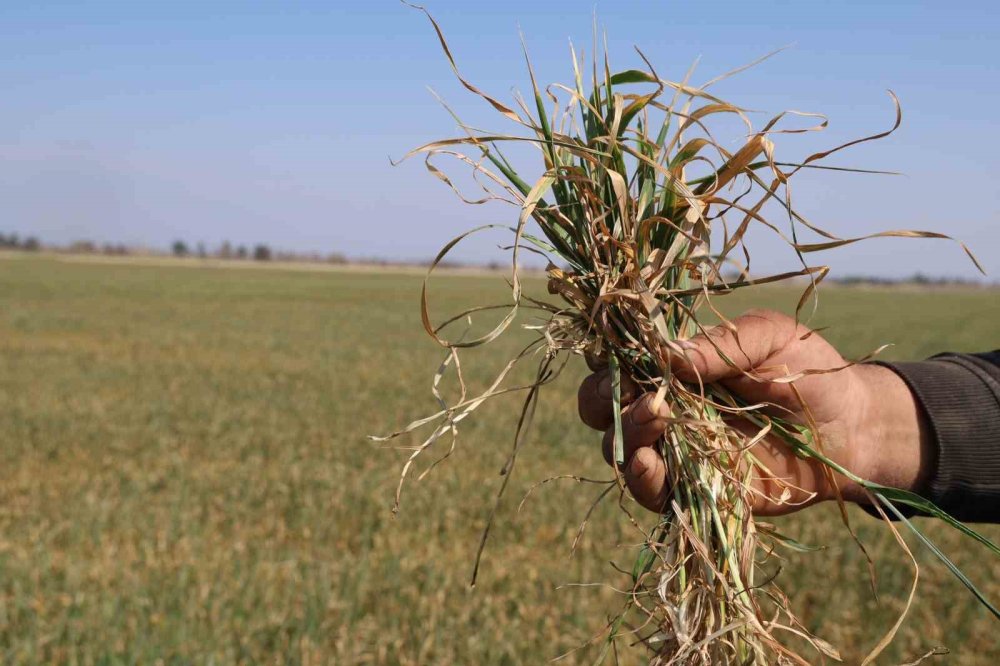 Üzücü manzara... Büyümeden tarlada kurudu! Çiftçiden Konya Ovası örneği
