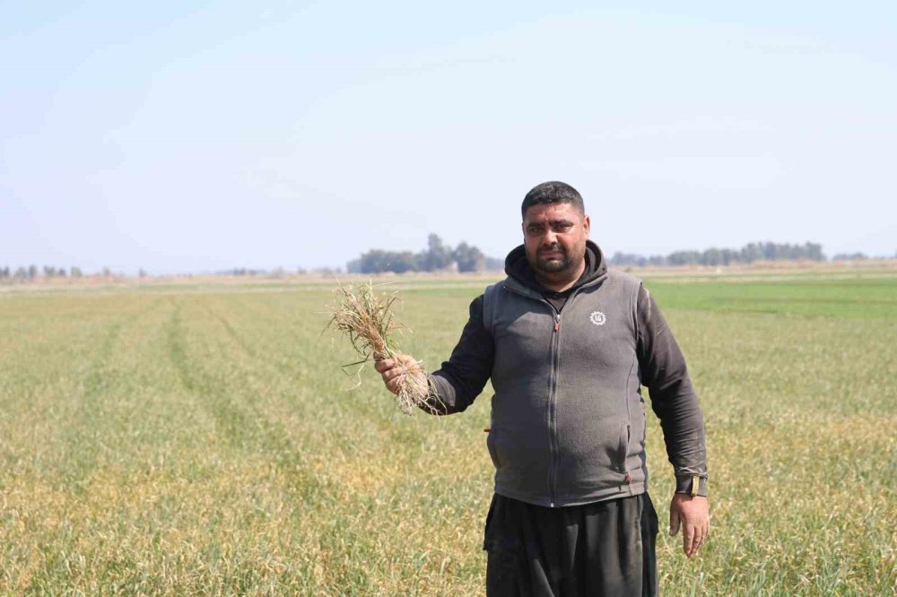 Üzücü manzara... Büyümeden tarlada kurudu! Çiftçiden Konya Ovası örneği