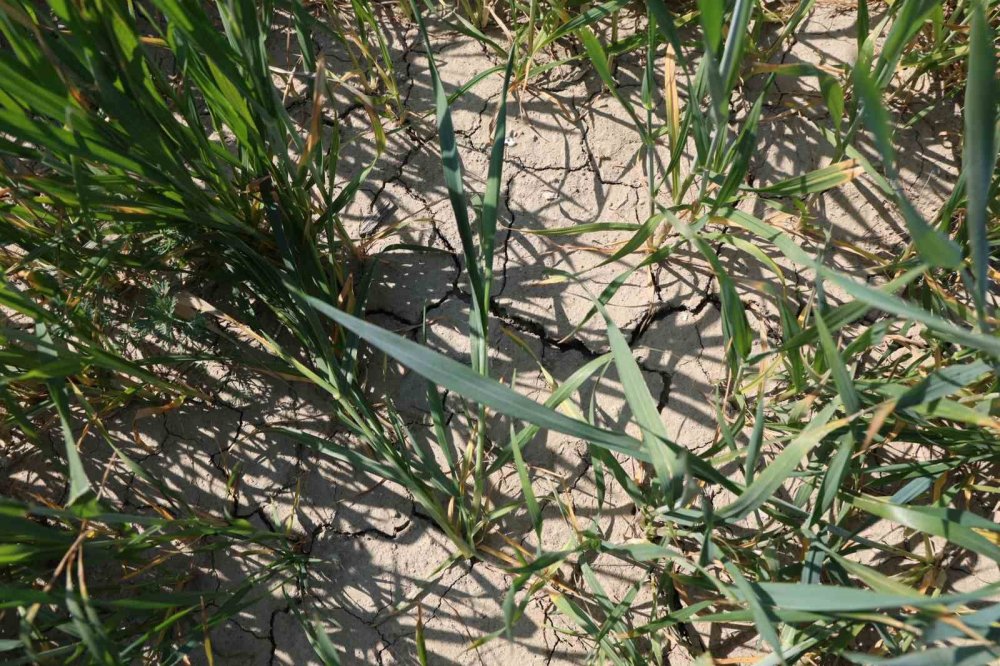 Üzücü manzara... Büyümeden tarlada kurudu! Çiftçiden Konya Ovası örneği