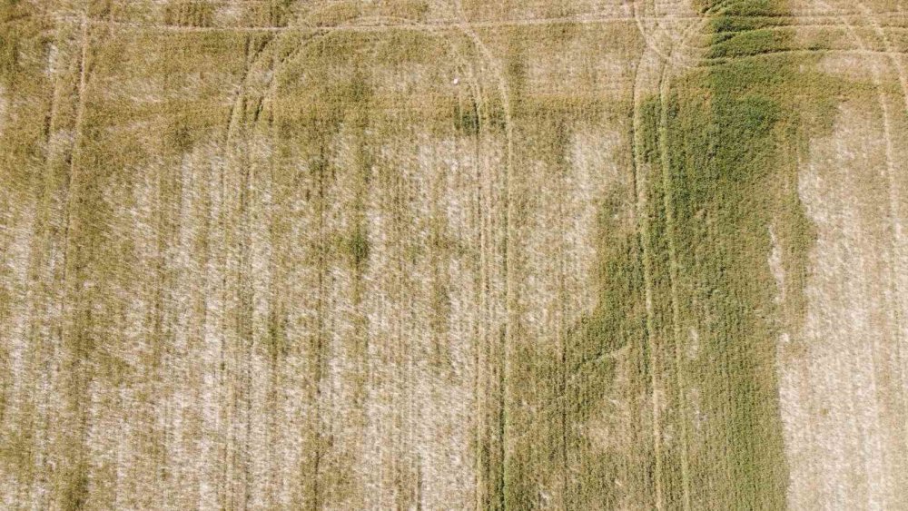 Üzücü manzara... Büyümeden tarlada kurudu! Çiftçiden Konya Ovası örneği