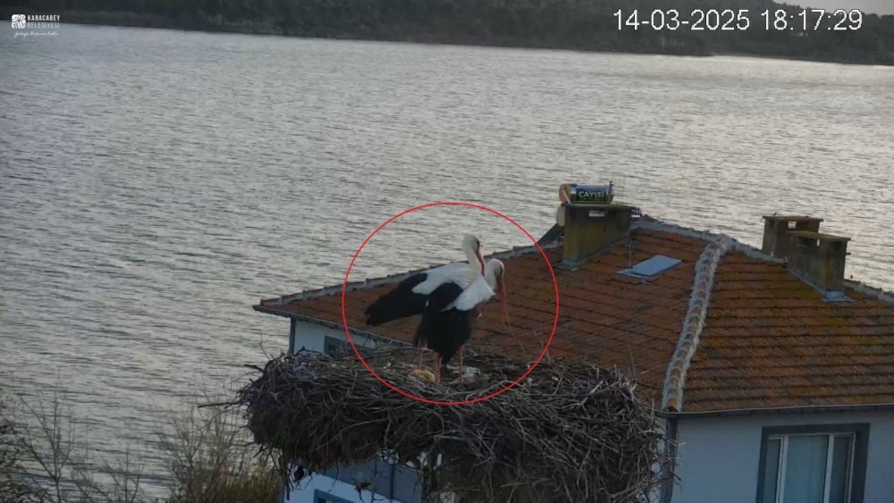 Filme konu olan buluşma gerçekleşti! Yaren Leylek ile Adem Amca, 14'üncü kez buluştu