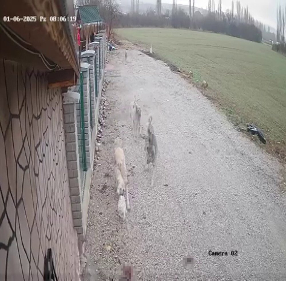 Konya'da 5 gündür kayıptı, 4 sokak köpeği tarafından parçalanmış!