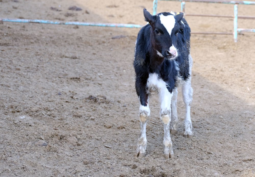 Konya'da bir ilk gerçekleştiriliyor!