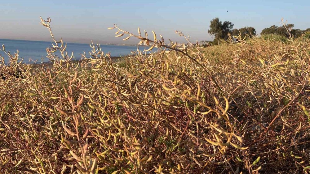 Sıcaklık artışında dünyayı geçtik!