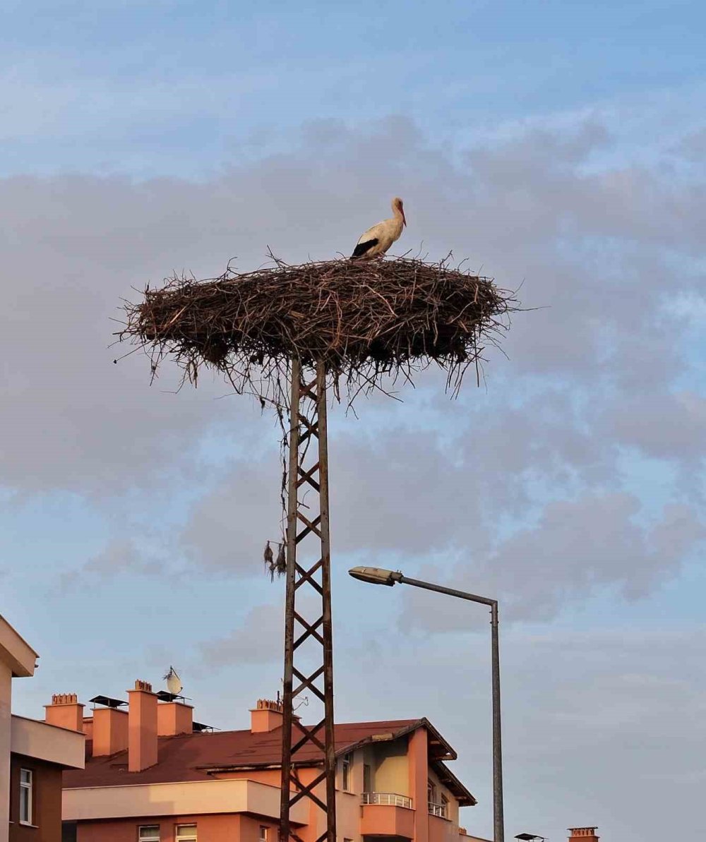 Konya’nın Yaren leylekleri bu yıl da yuvaya geldi