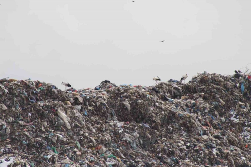 Türkiye'ye göç eden leyleklere Konya'da kar sürprizi