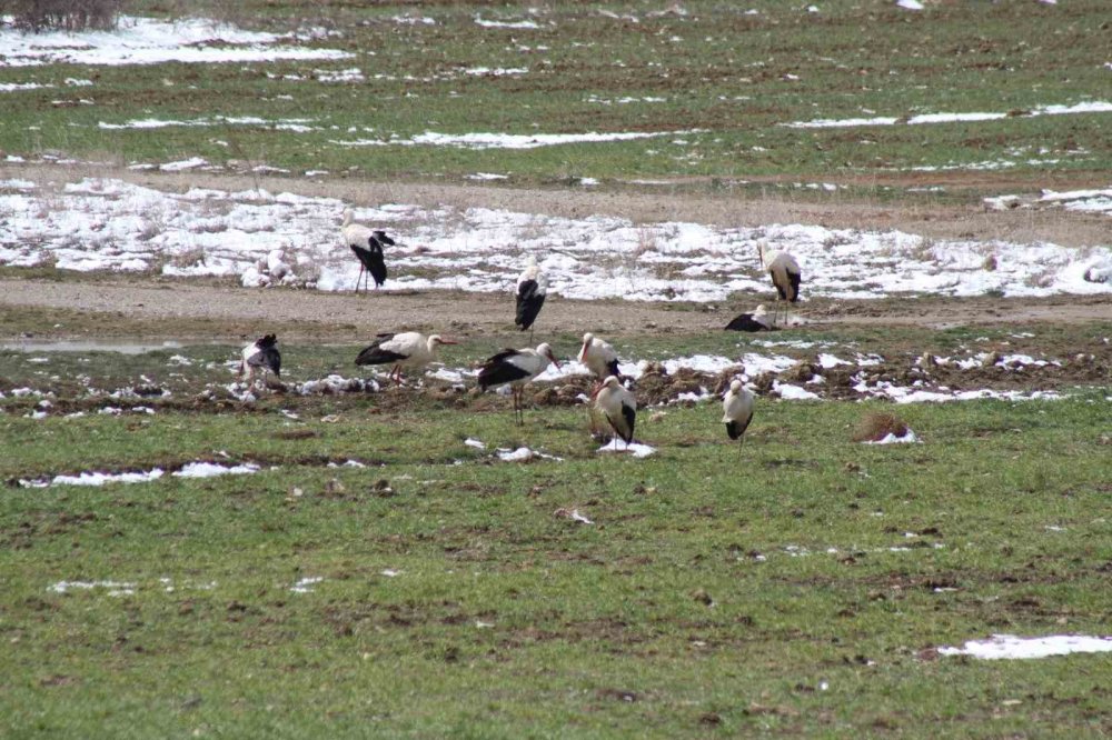 Türkiye'ye göç eden leyleklere Konya'da kar sürprizi