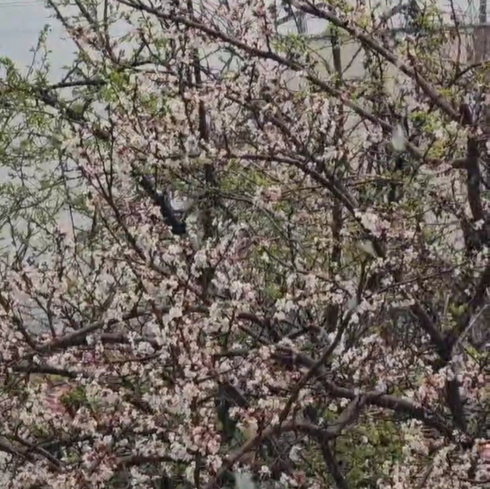 Bahar ve kış aynı anda yaşandı
