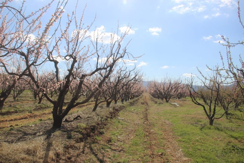 Bayramiç çiçek açan ağaçları don vurdu
