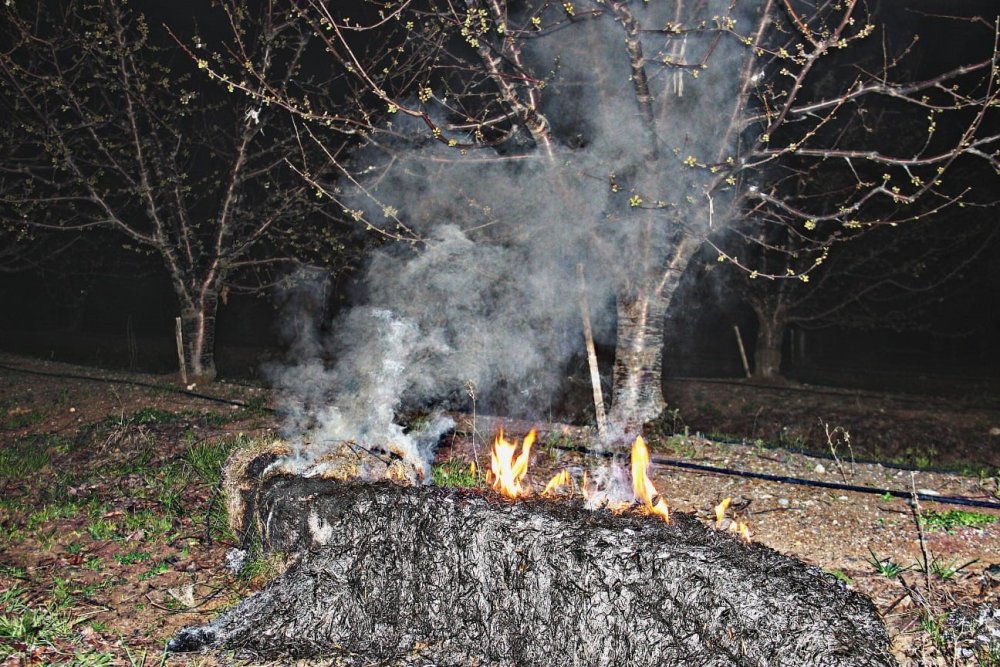 Bayramiç çiçek açan ağaçları don vurdu