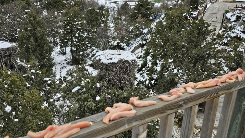 Afrika'dan geliyorlar! Türkiye'nin en büyük leylek kolonilerinden birisi Konya'da...