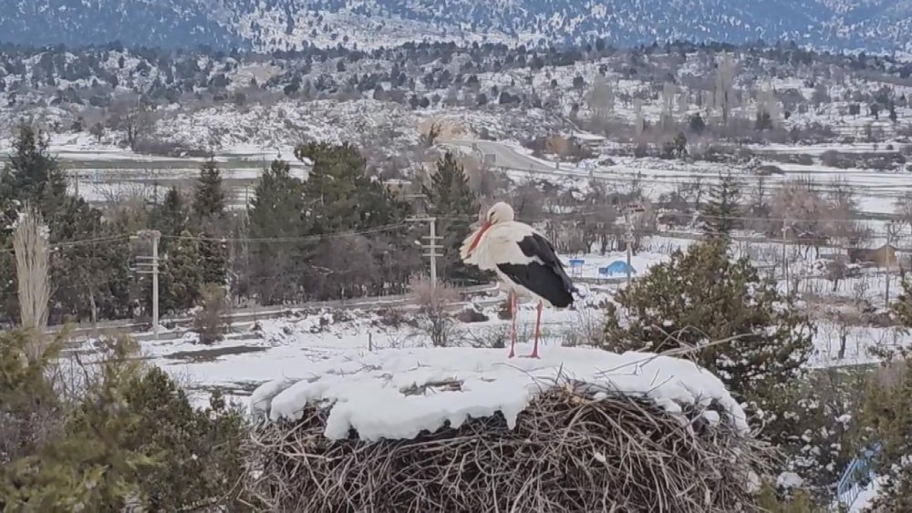Afrika'dan geliyorlar! Türkiye'nin en büyük leylek kolonilerinden birisi Konya'da...