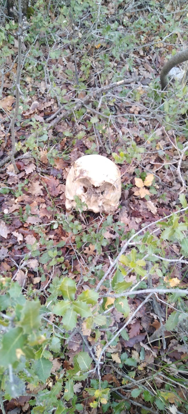 Konya’da çoban tarafından kafatası bulundu!