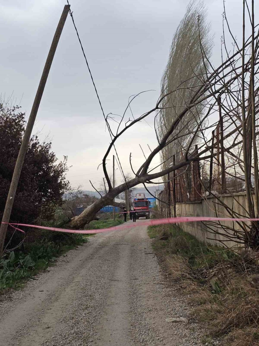 Lodos ağaçları devirdi