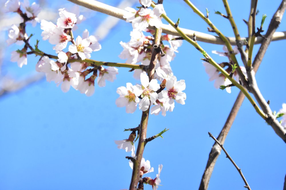Konya Ovası'nda kritik nisan ayı... O tarihe kadar yüksek risk var