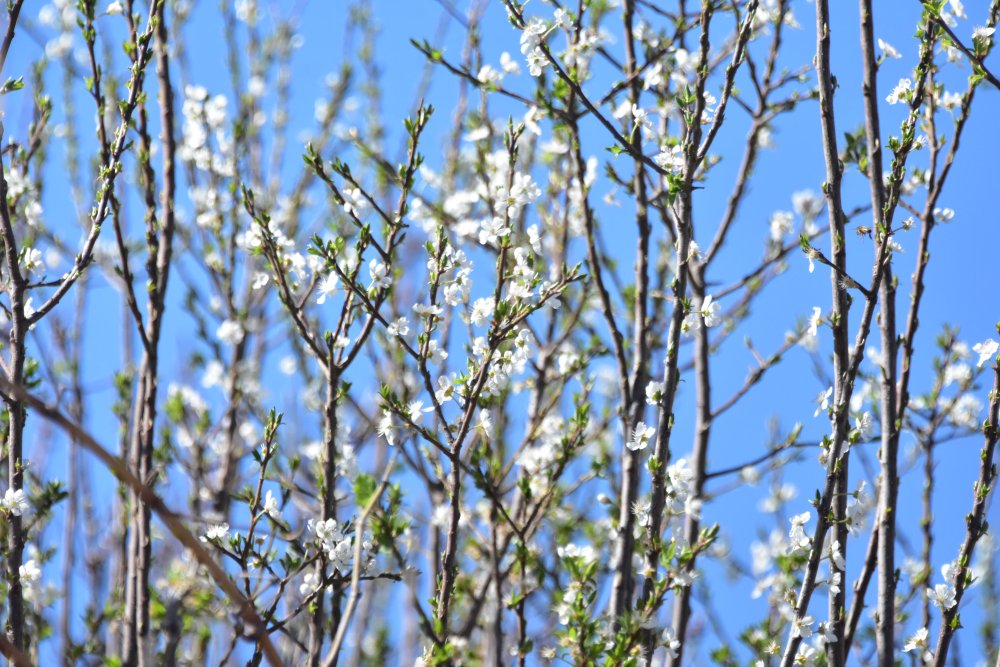 Konya Ovası'nda kritik nisan ayı... O tarihe kadar yüksek risk var