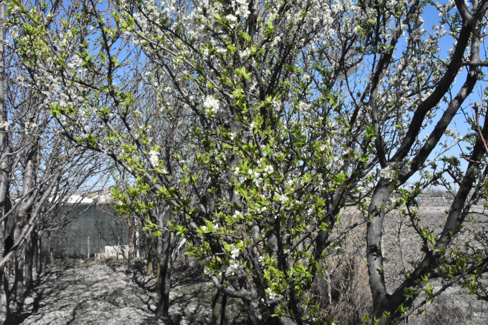 Konya Ovası'nda kritik nisan ayı... O tarihe kadar yüksek risk var