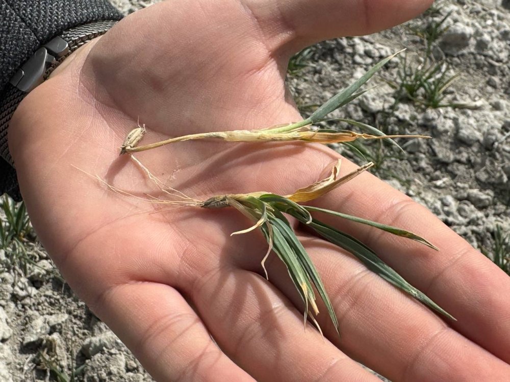 Konya Ovası'nda kritik nisan ayı... O tarihe kadar yüksek risk var