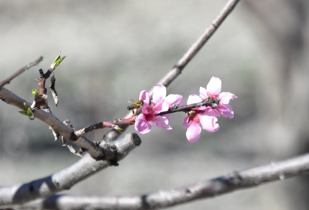 Konya Ovası'nda kritik nisan ayı... O tarihe kadar yüksek risk var