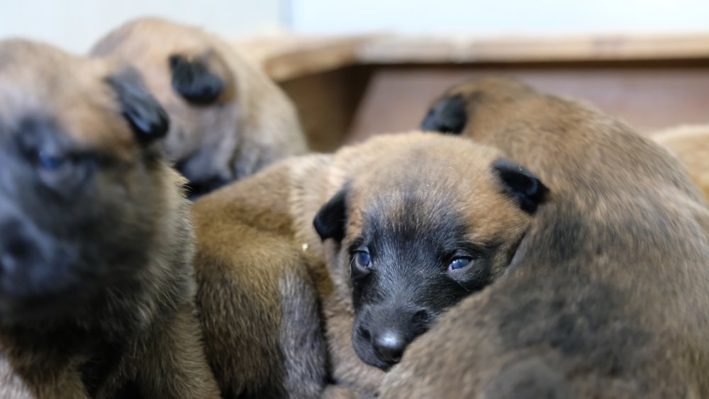 Konya'da 6 kahraman dünyaya geldi