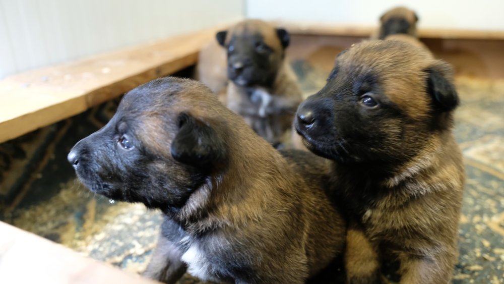 Konya'da 6 kahraman dünyaya geldi