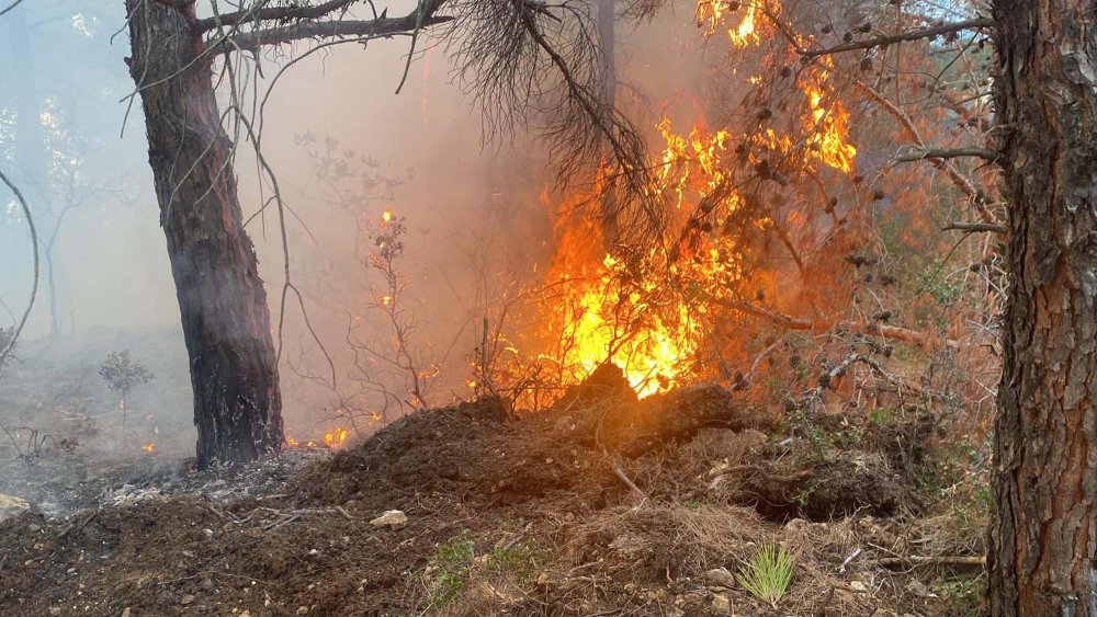 Orman yakan 2 kardeşe milyonluk para cezası