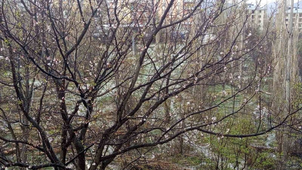 Konya'da dolu zararı!