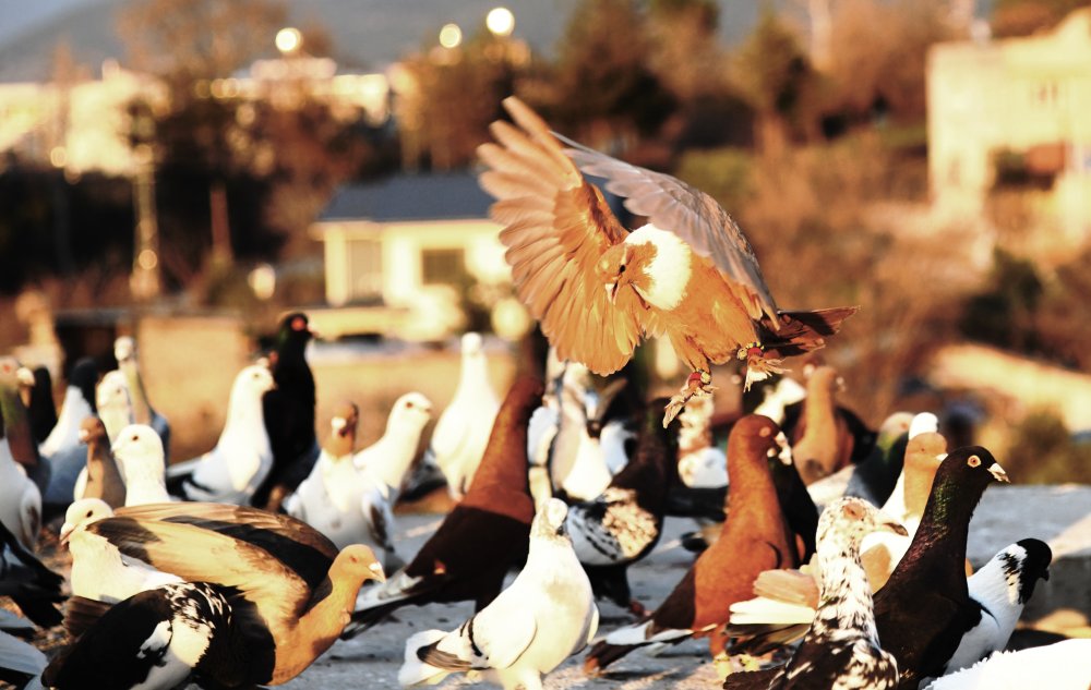 Dedesinin hobisiydi; evinin çatısında gözü gibi bakıyor