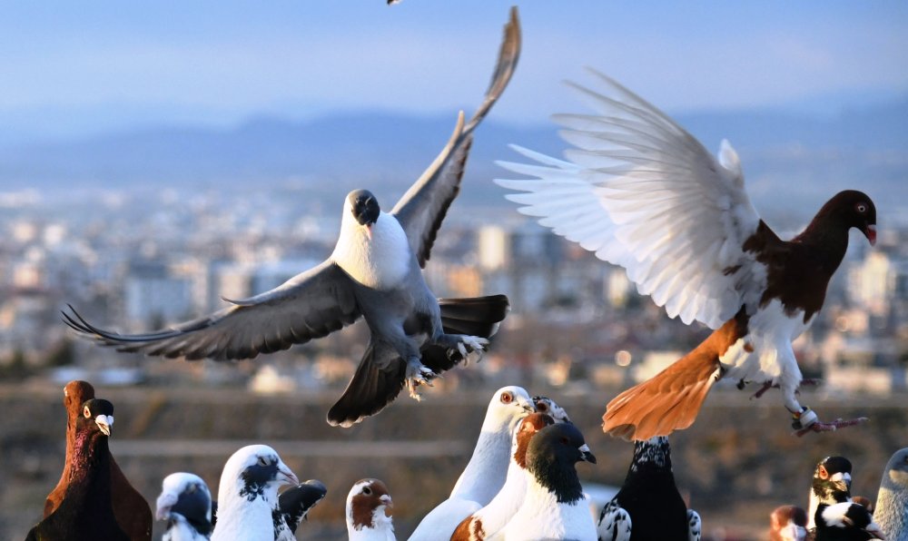 Dedesinin hobisiydi; evinin çatısında gözü gibi bakıyor