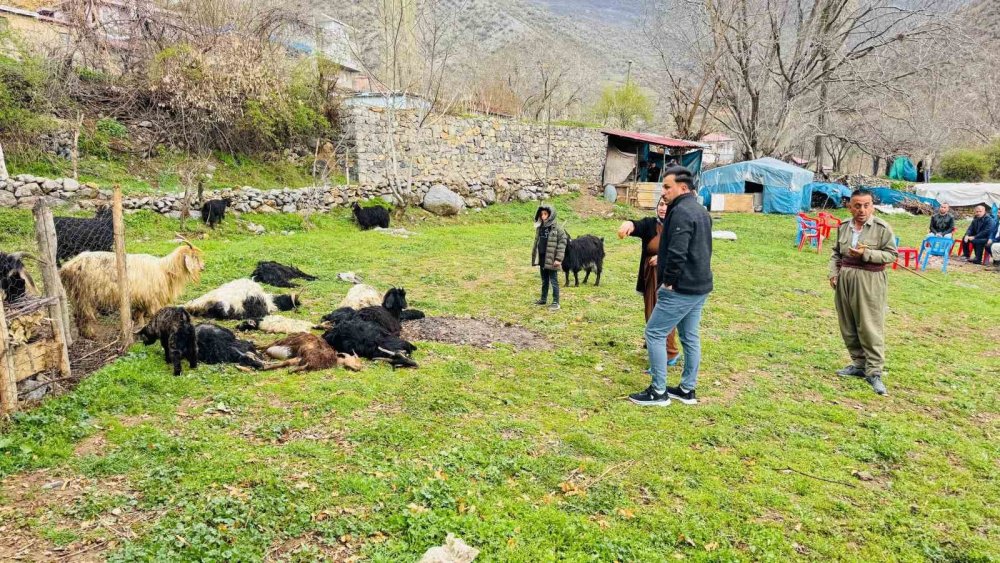 Sokak köpekleri ağıla girdi, 18 keçi telef oldu