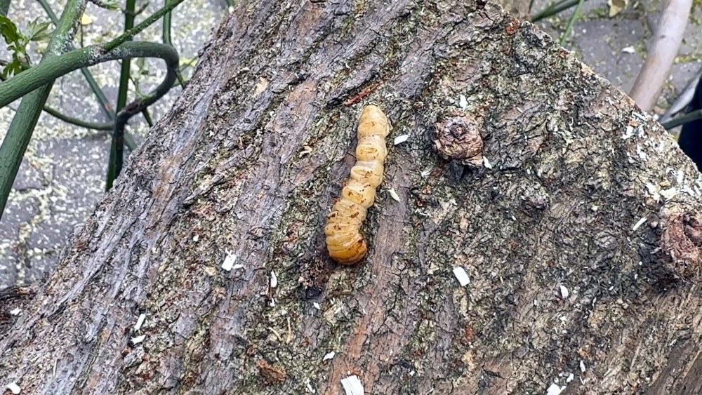 Kırmızı bültenle aranıyor! Görüldüğü yerde imha ediliyor