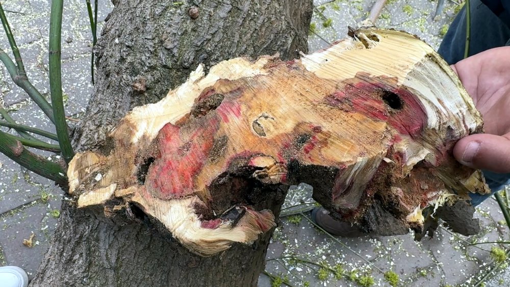 Kırmızı bültenle aranıyor! Görüldüğü yerde imha ediliyor