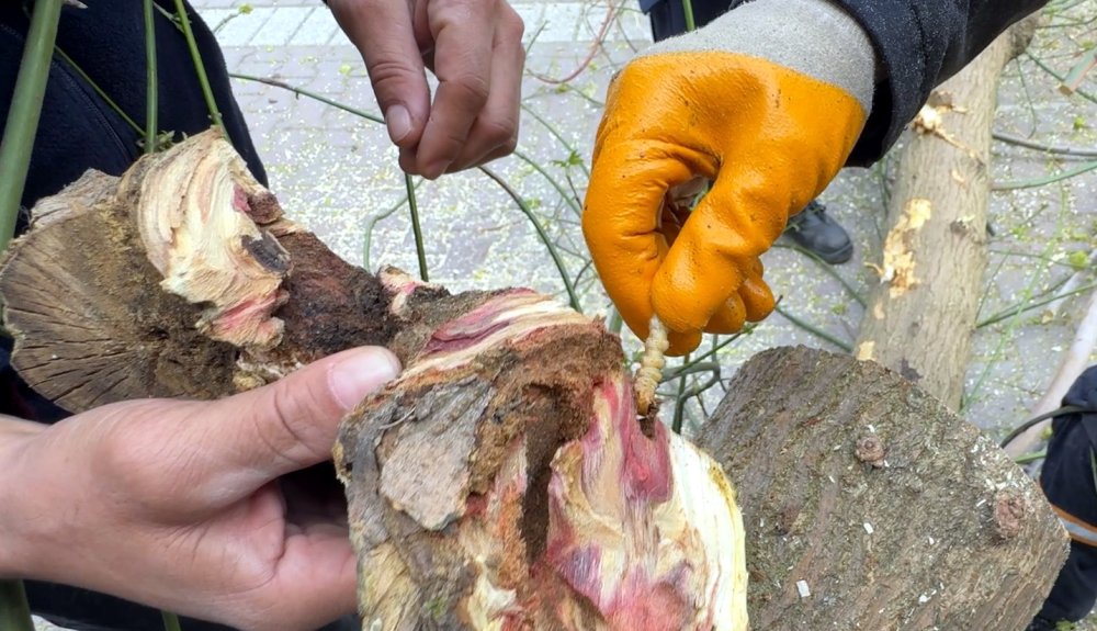 Kırmızı bültenle aranıyor! Görüldüğü yerde imha ediliyor