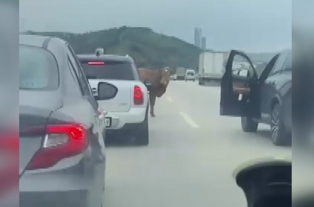 Boğa, sürücülere zor anlar yaşattı