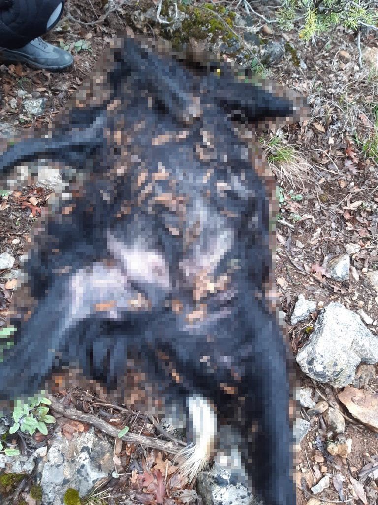 Konya’da dağlık alanda şok! Kurtlar telef etti