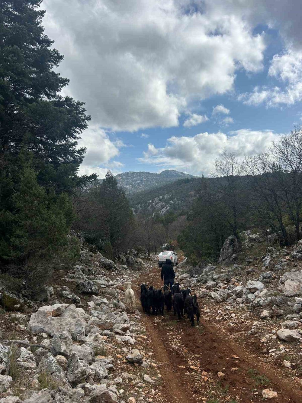 Konya’da dağlık alanda şok! Kurtlar telef etti