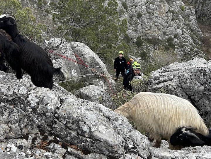 Konya’da dağlık alanda şok! Kurtlar telef etti