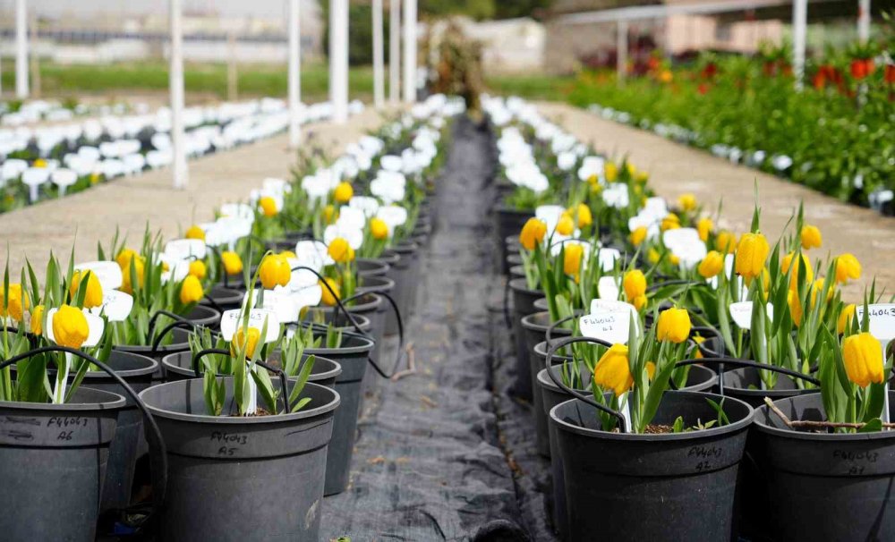 Sadece 20 gün... Dokunanın hayatı bitiyor!