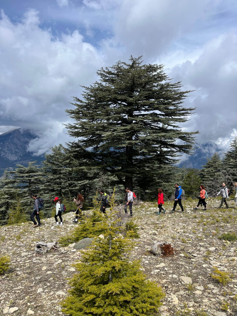 Türkiye'de bir çok bölgede bulunuyor... Koparmanın cezası büyük