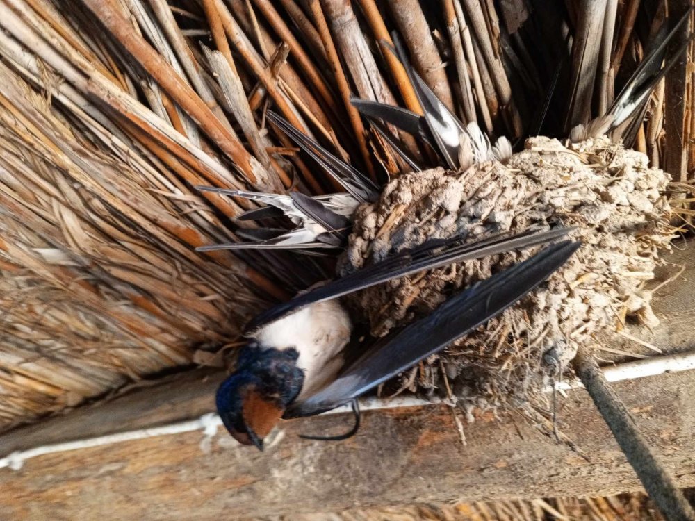 Konya'da sıcaklıklar eksilere düştü, kuşlar donarak öldü