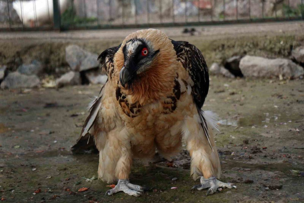 Köylüler buldu! Türkiye’de nadir görülüyor, kendi türünden farklı görünüyor...