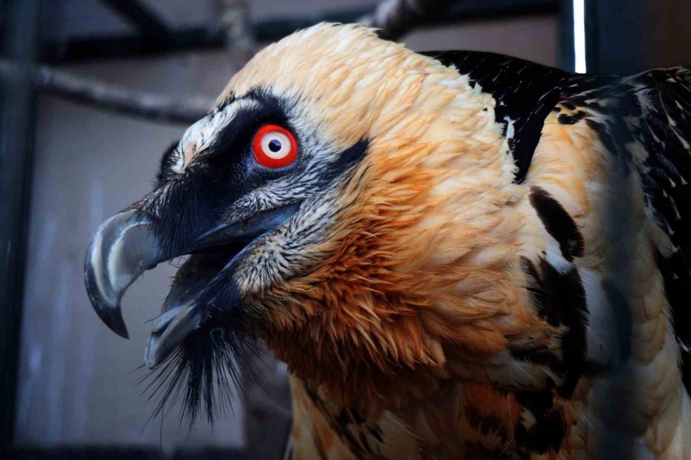 Köylüler buldu! Türkiye’de nadir görülüyor, kendi türünden farklı görünüyor...