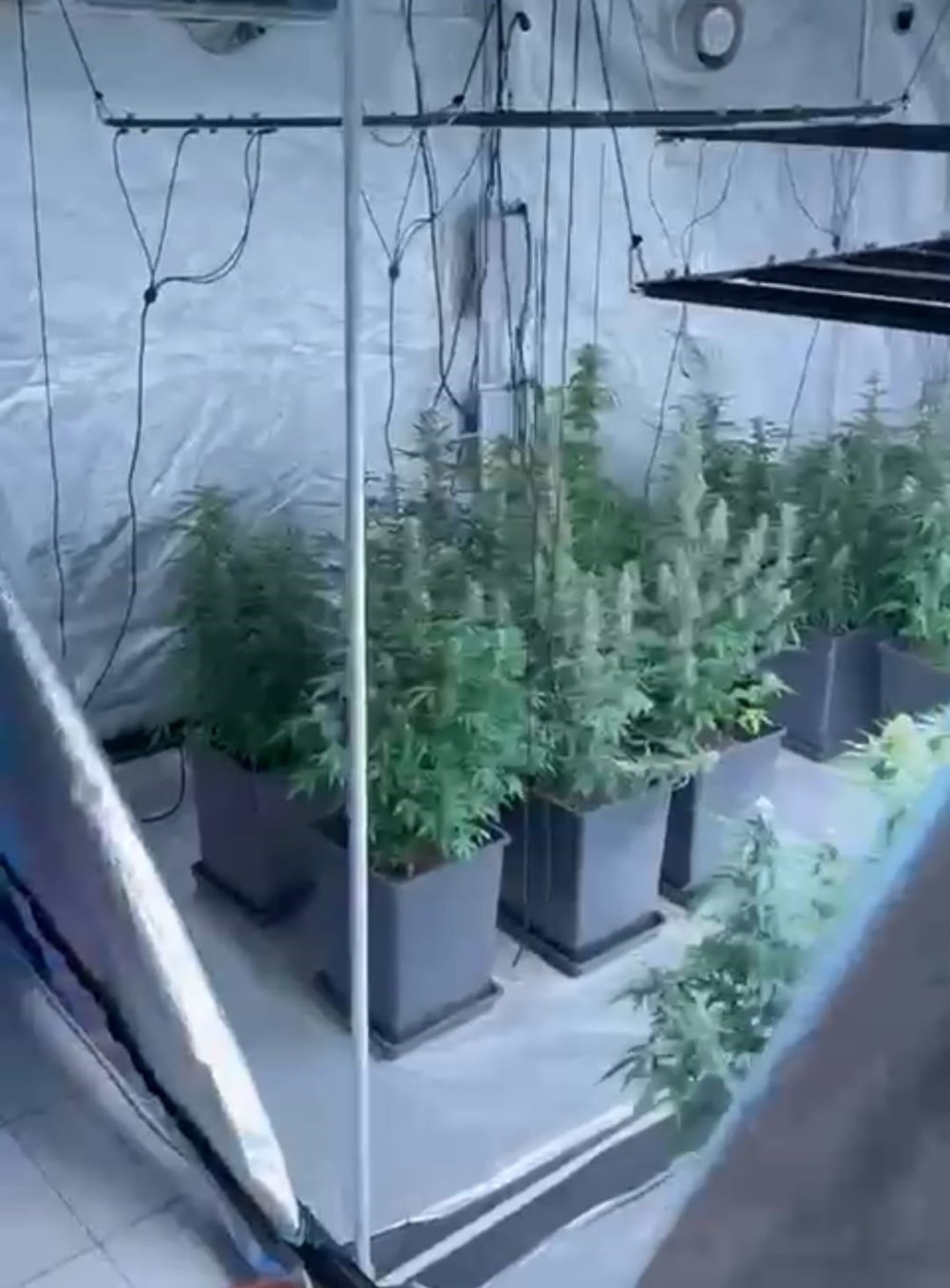 Evini uyuşturucu serasına çevirdi