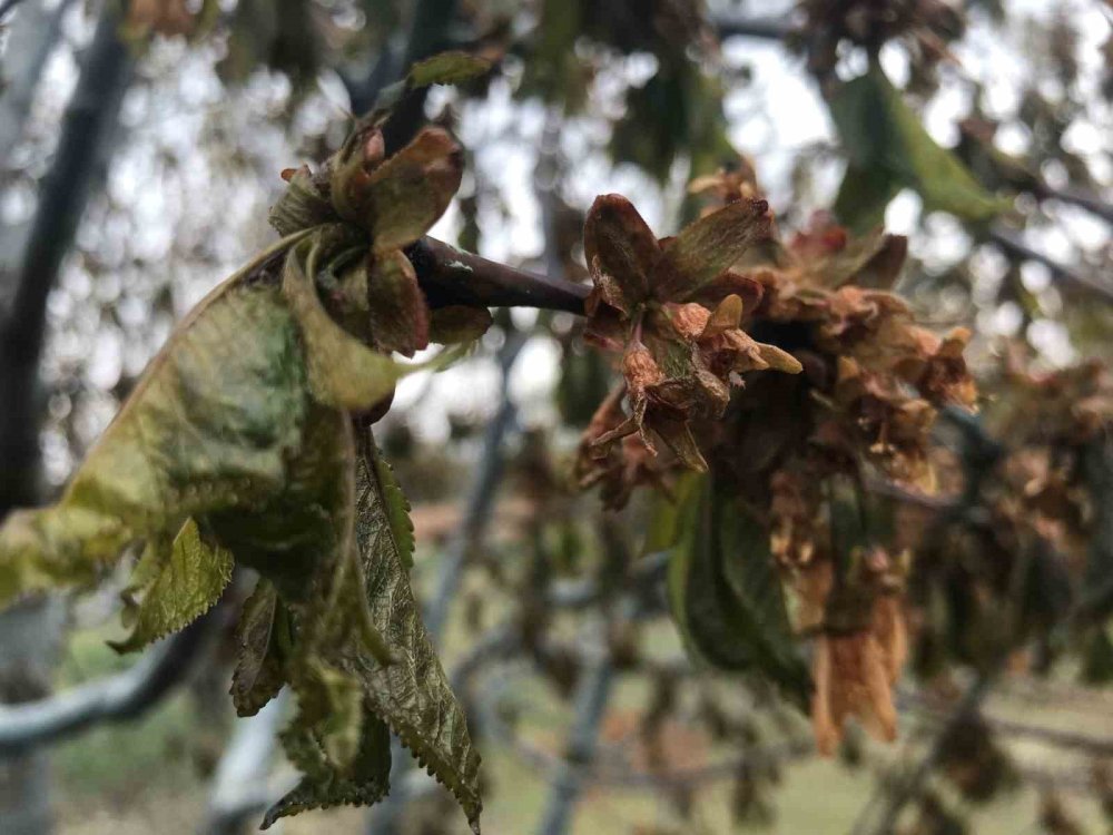 Konya'da kiraz bahçelerini ‘don’ vurdu