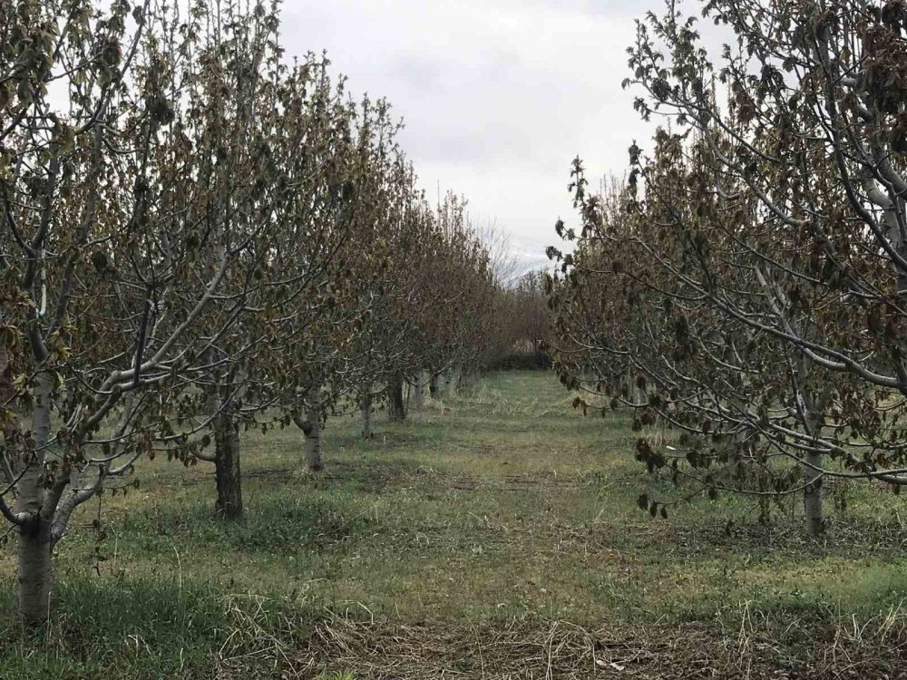Konya'da kiraz bahçelerini ‘don’ vurdu